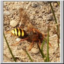 Nomada lathburiana - Wespenbiene w07.jpg